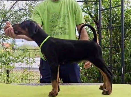 10  doberman  av0925.jpg